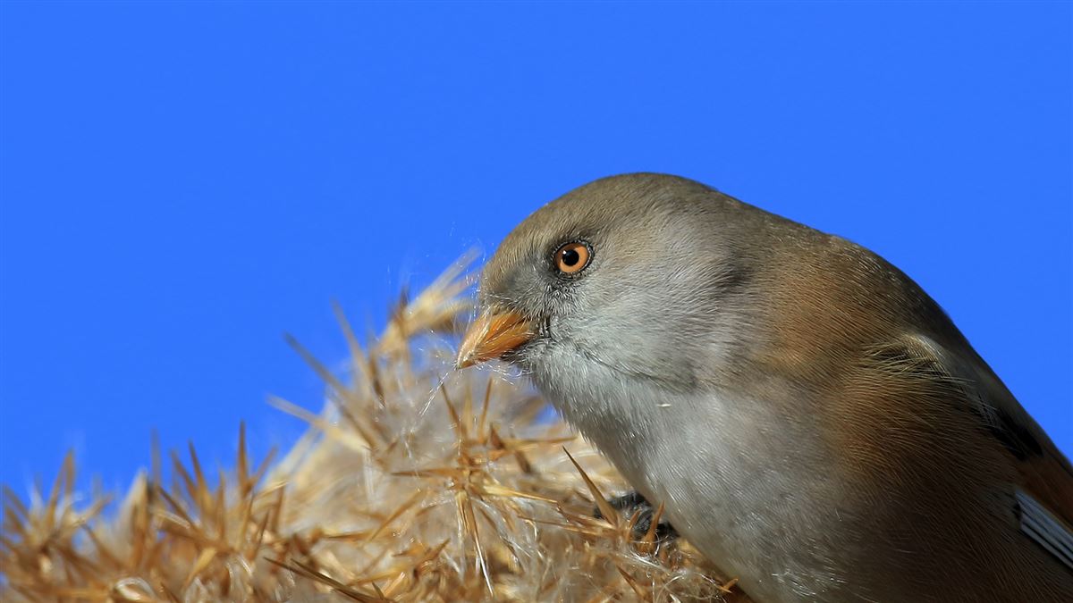 Bearded Reedling