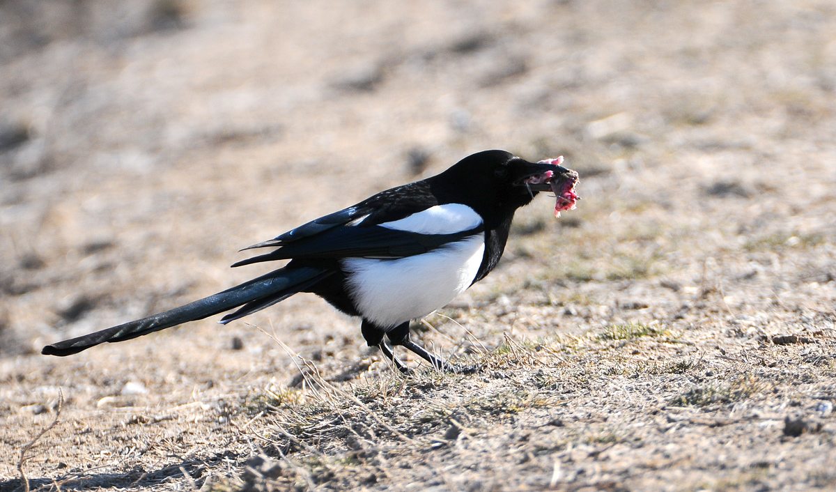 Eurasian Magpie