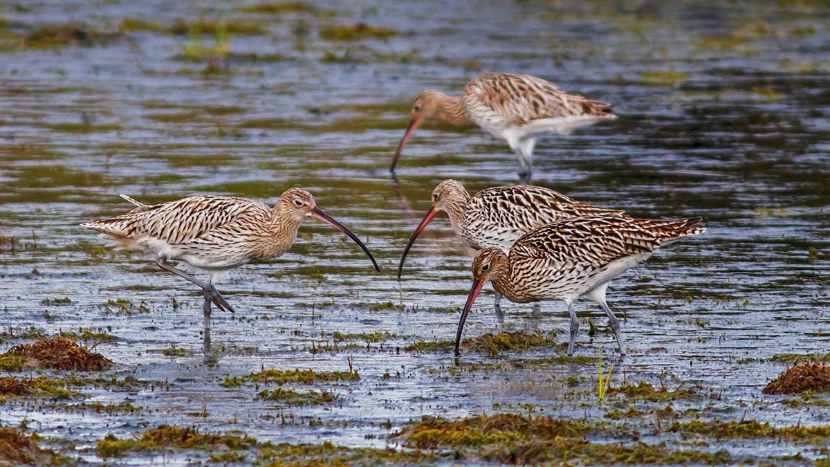 Eurasian Curlew