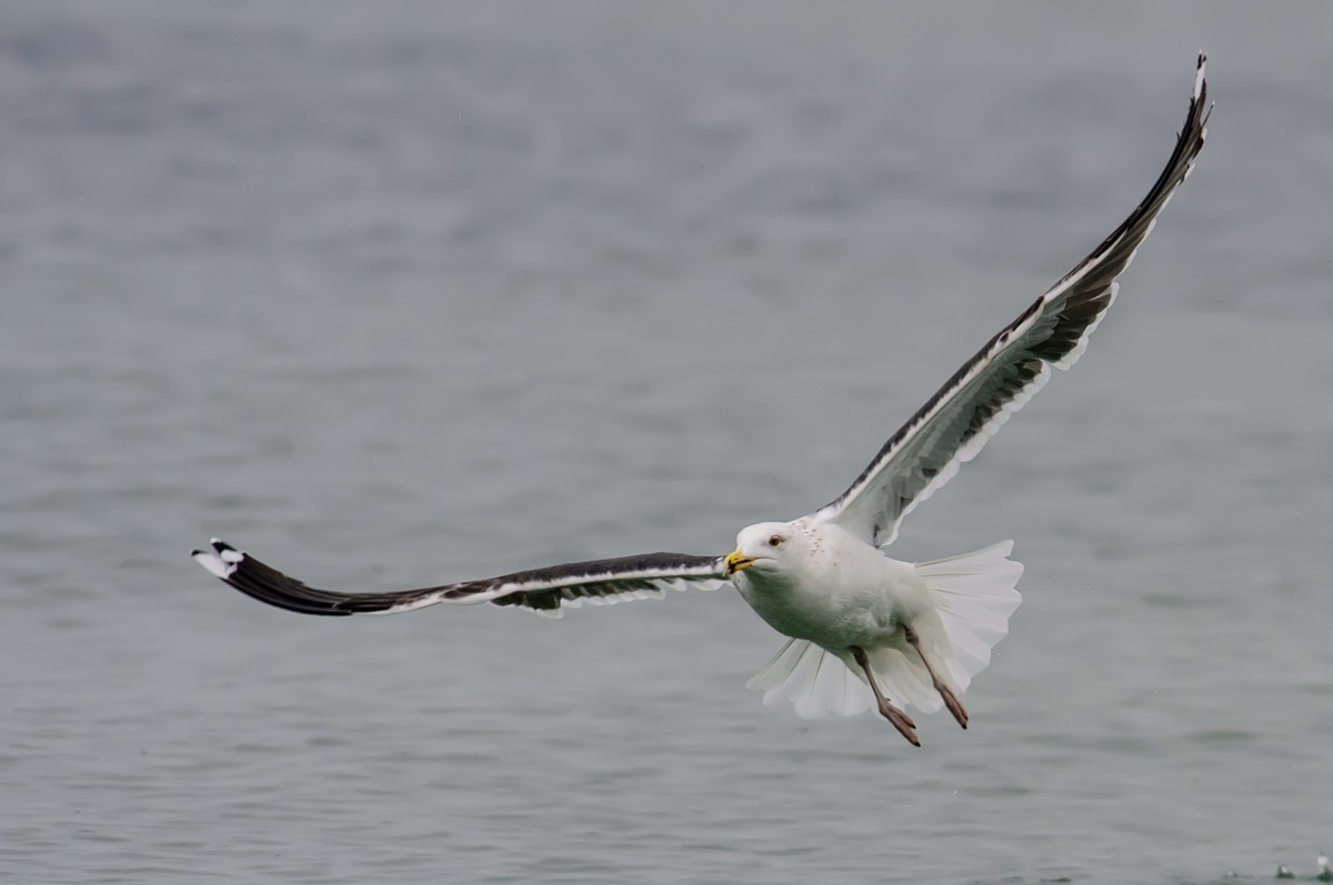 Great Black-backed Gull