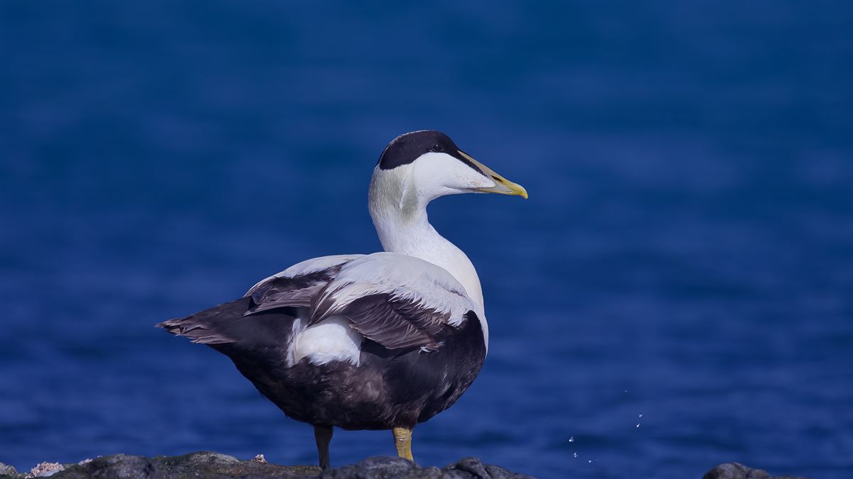 Common Eider
