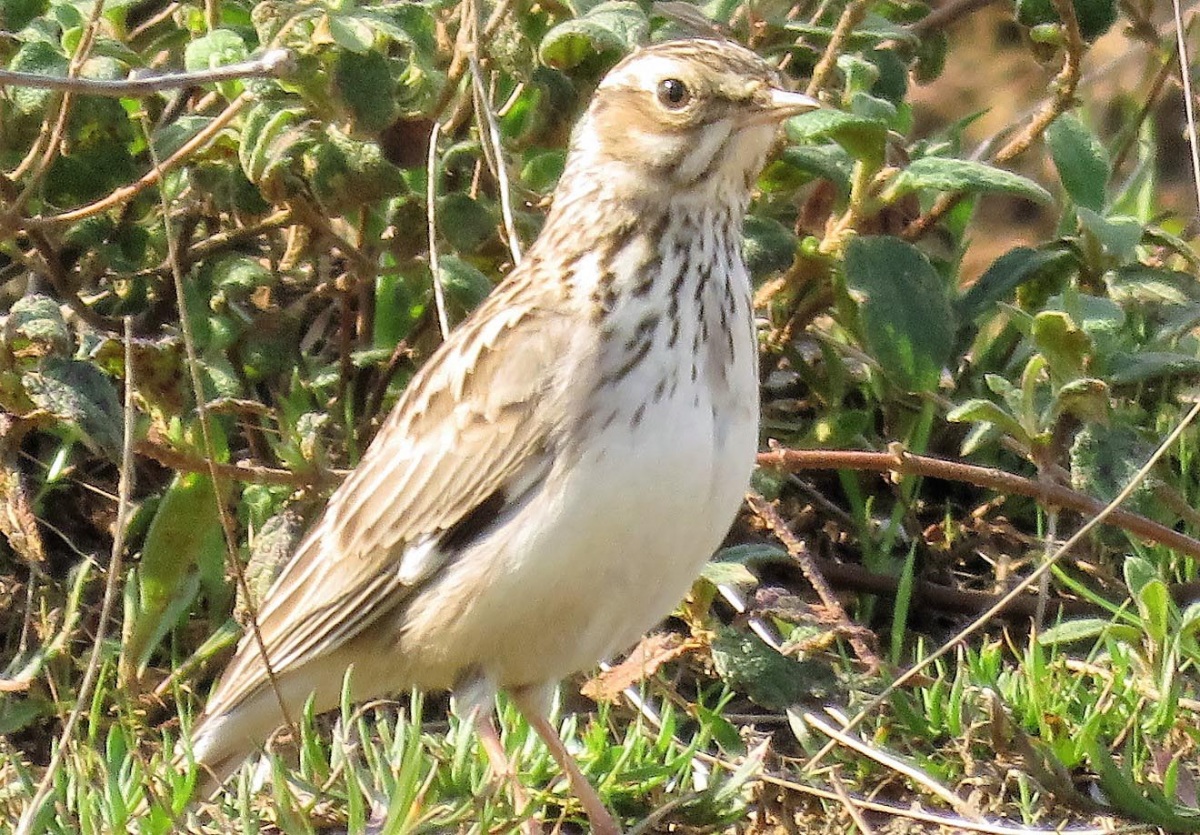 Woodlark
