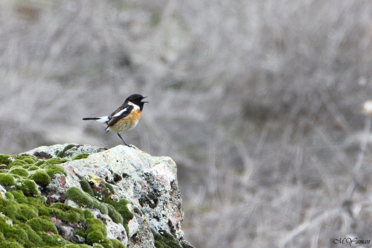 Siberian Stonechat
