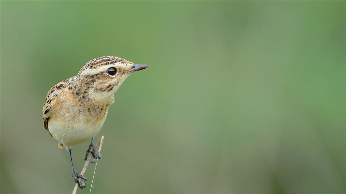 Whinchat