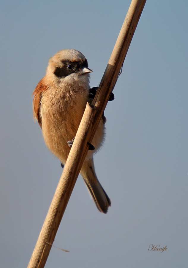 Eurasian Penduline Tit