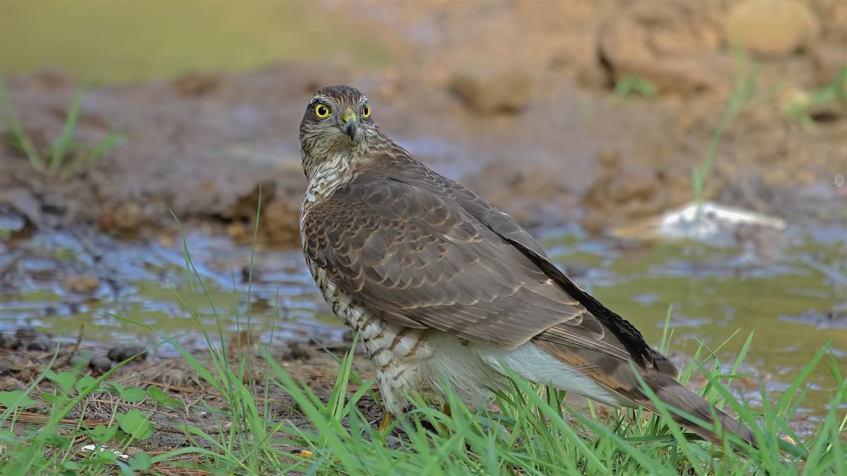 Eurasian Sparrowhawk