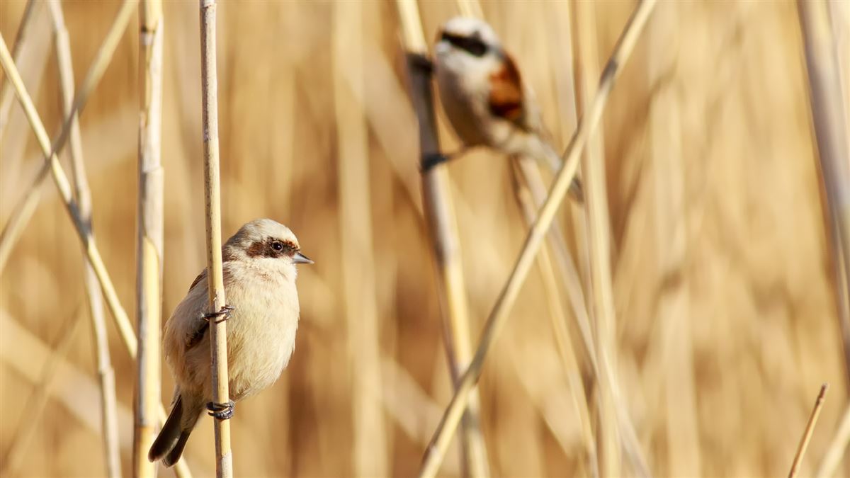 Eurasian Penduline Tit