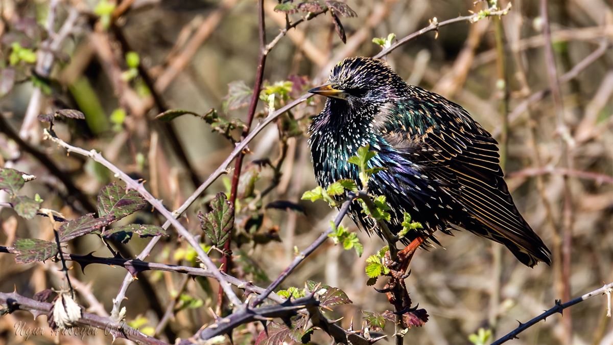 Common Starling