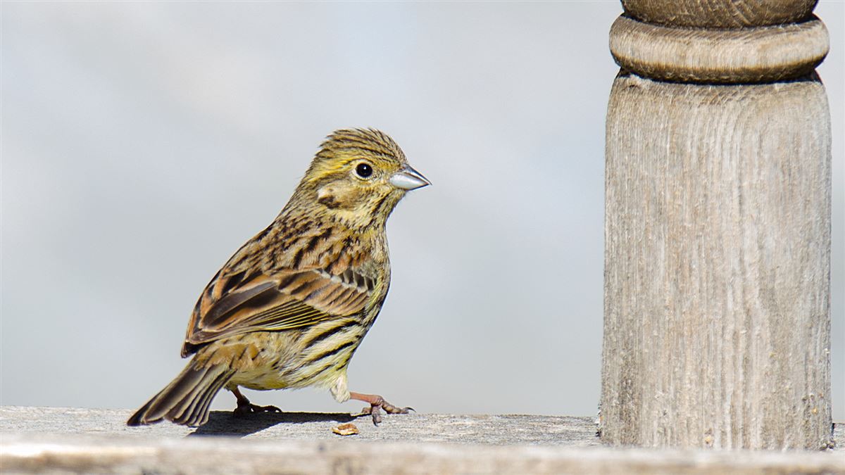 Cirl Bunting