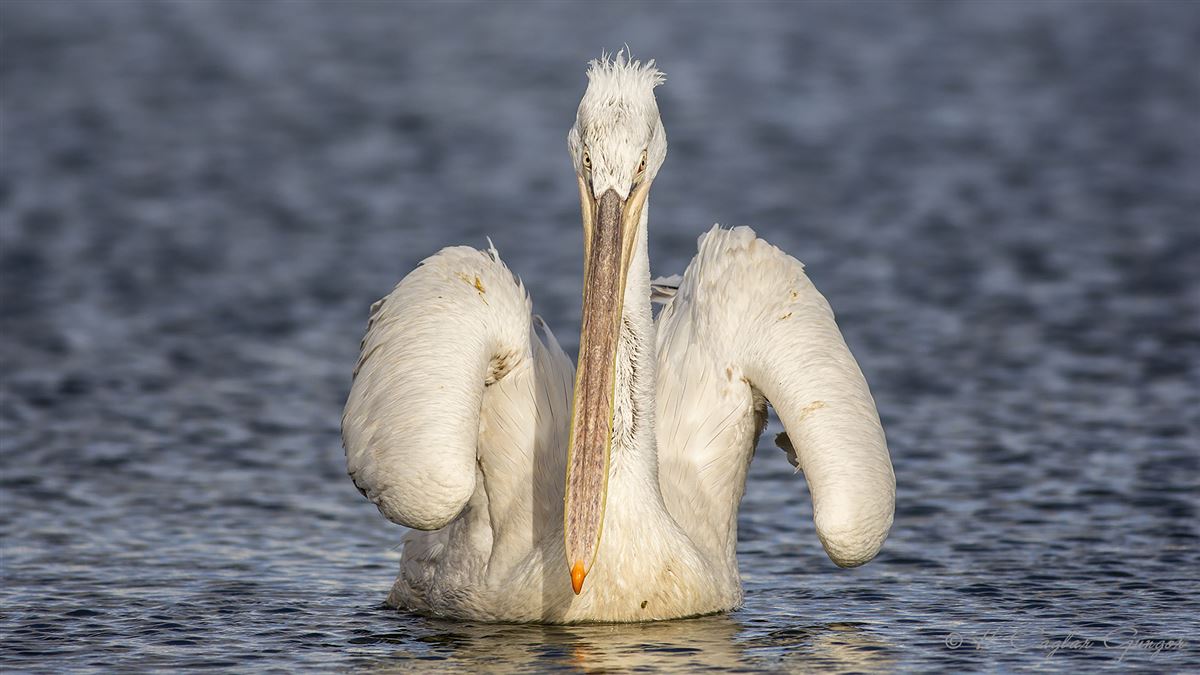 Dalmatian Pelican
