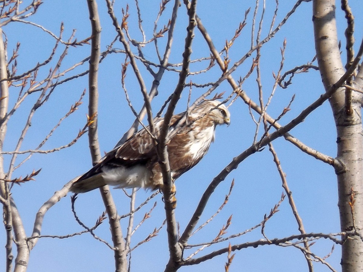 Rough-legged Buzzard