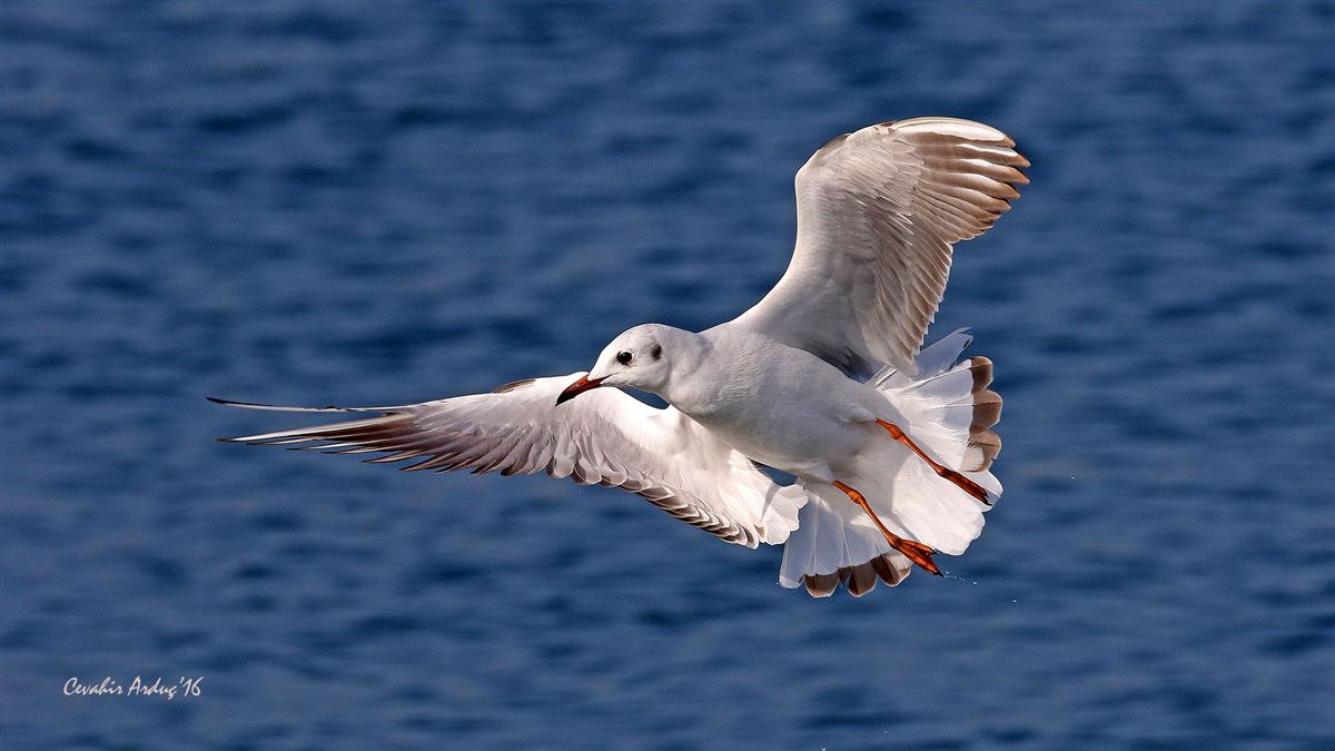 Black-headed Gull