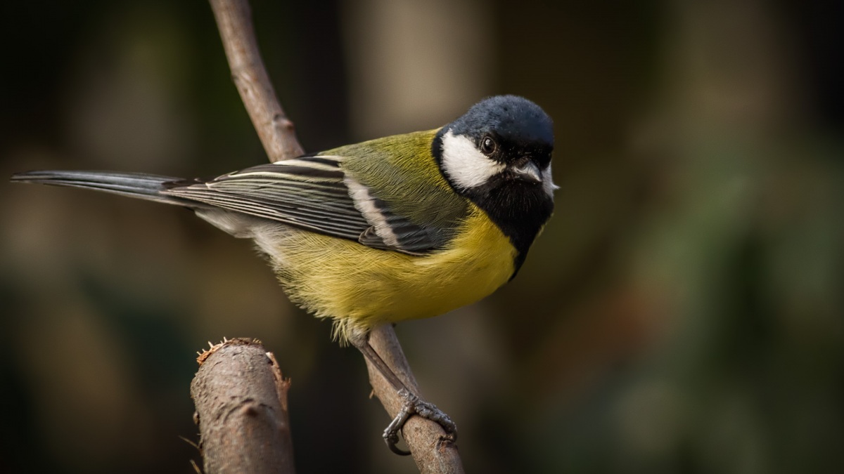 Great Tit