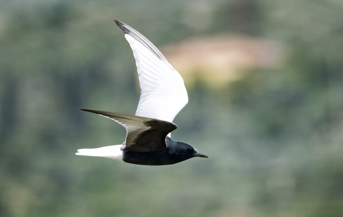 White-winged Tern