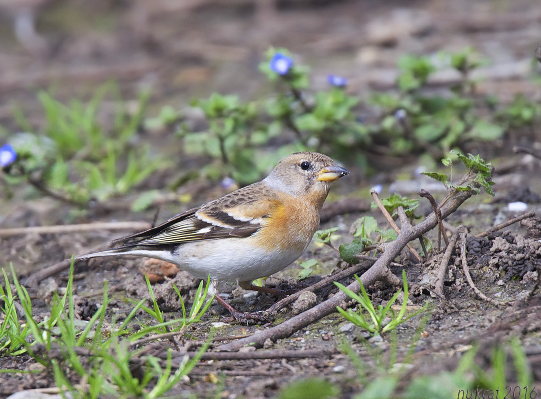 Brambling