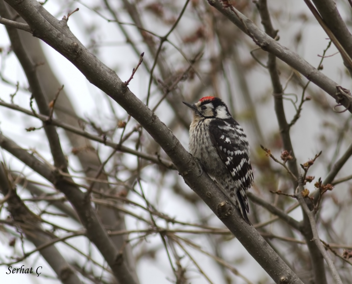 Lesser Spotted Woodpecker