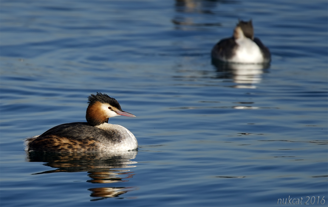 Great Crested Grebe