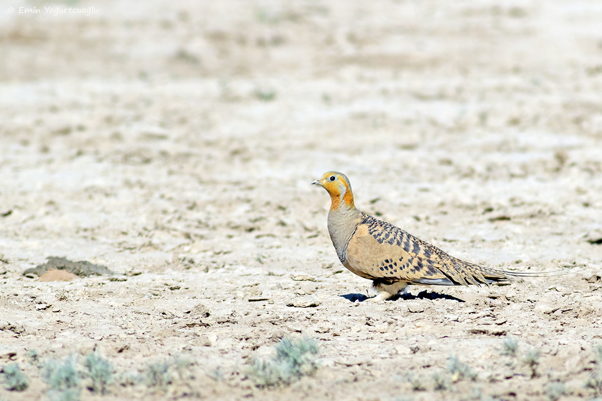 Pallas`s Sandgrouse