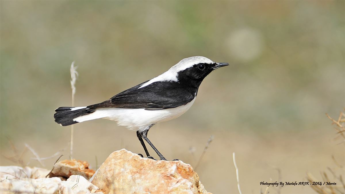 Finsch`s Wheatear
