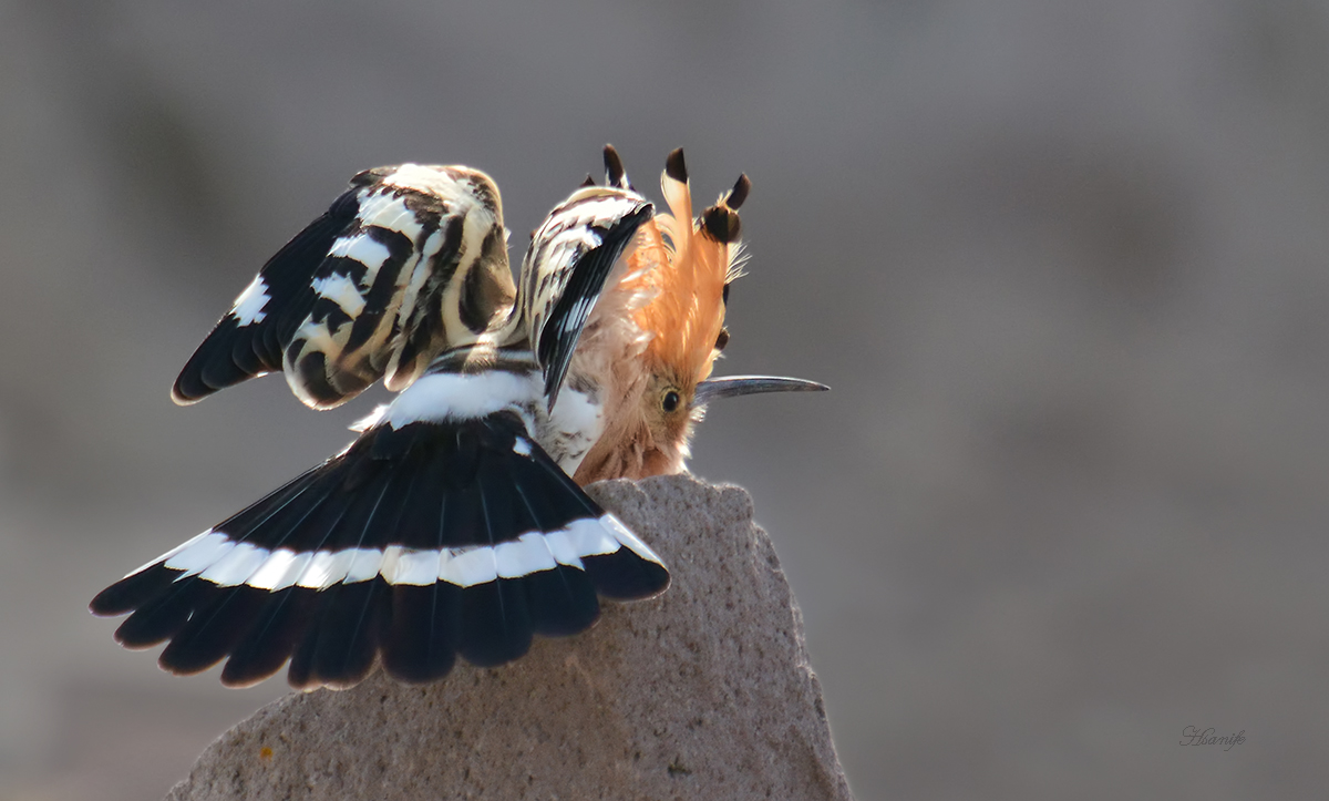 Common Hoopoe