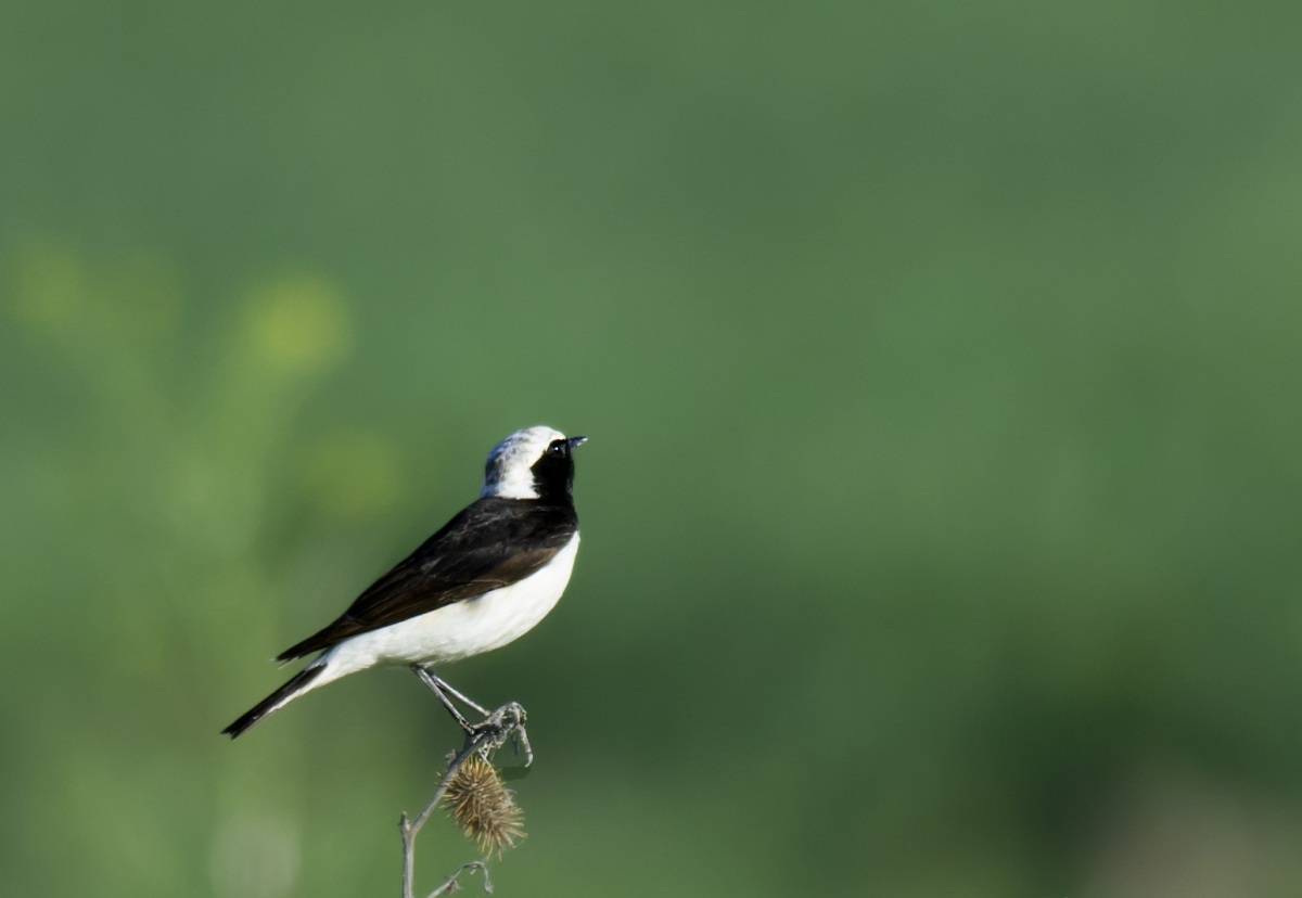 Pied Wheatear