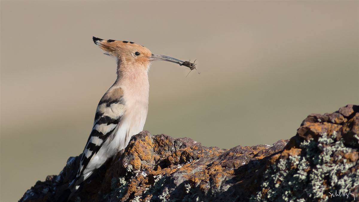 Common Hoopoe