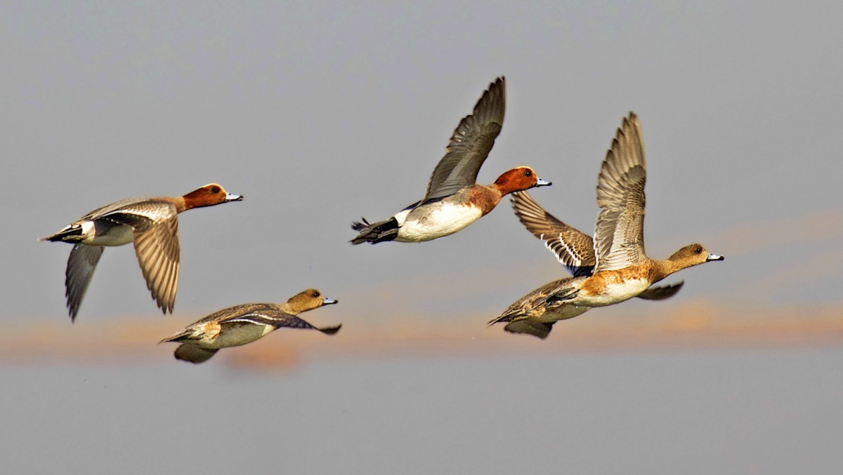Eurasian Wigeon