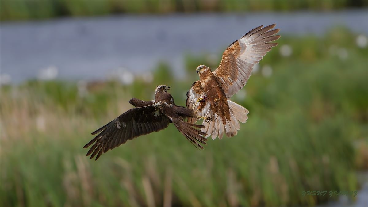 Western Marsh Harrier