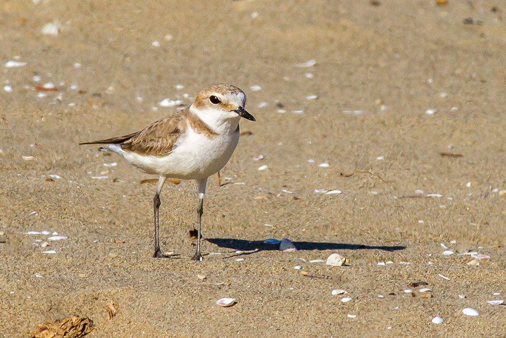 Kentish Plover