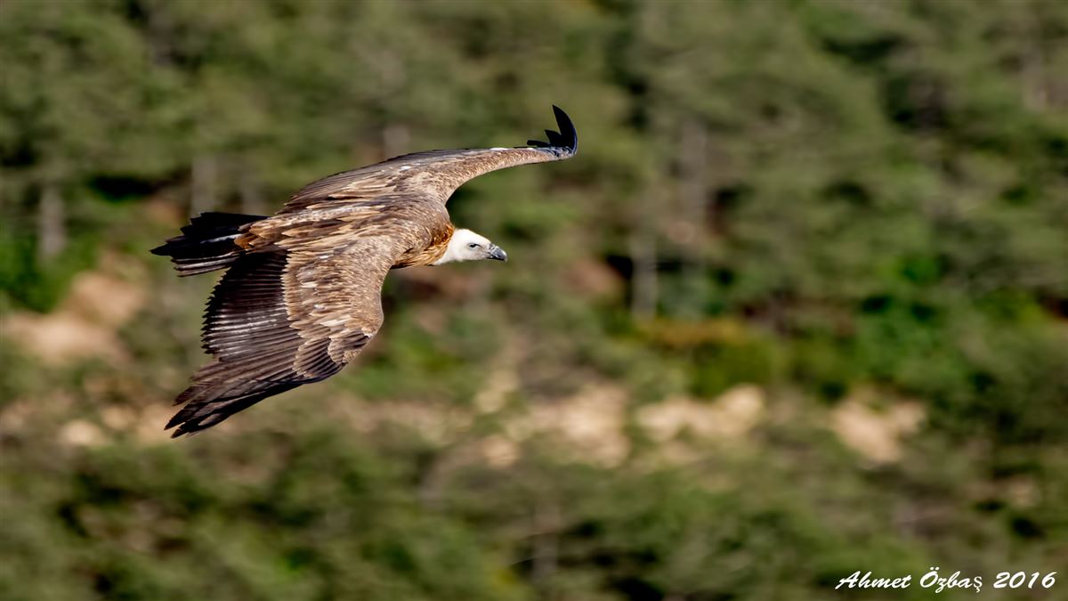 Griffon Vulture