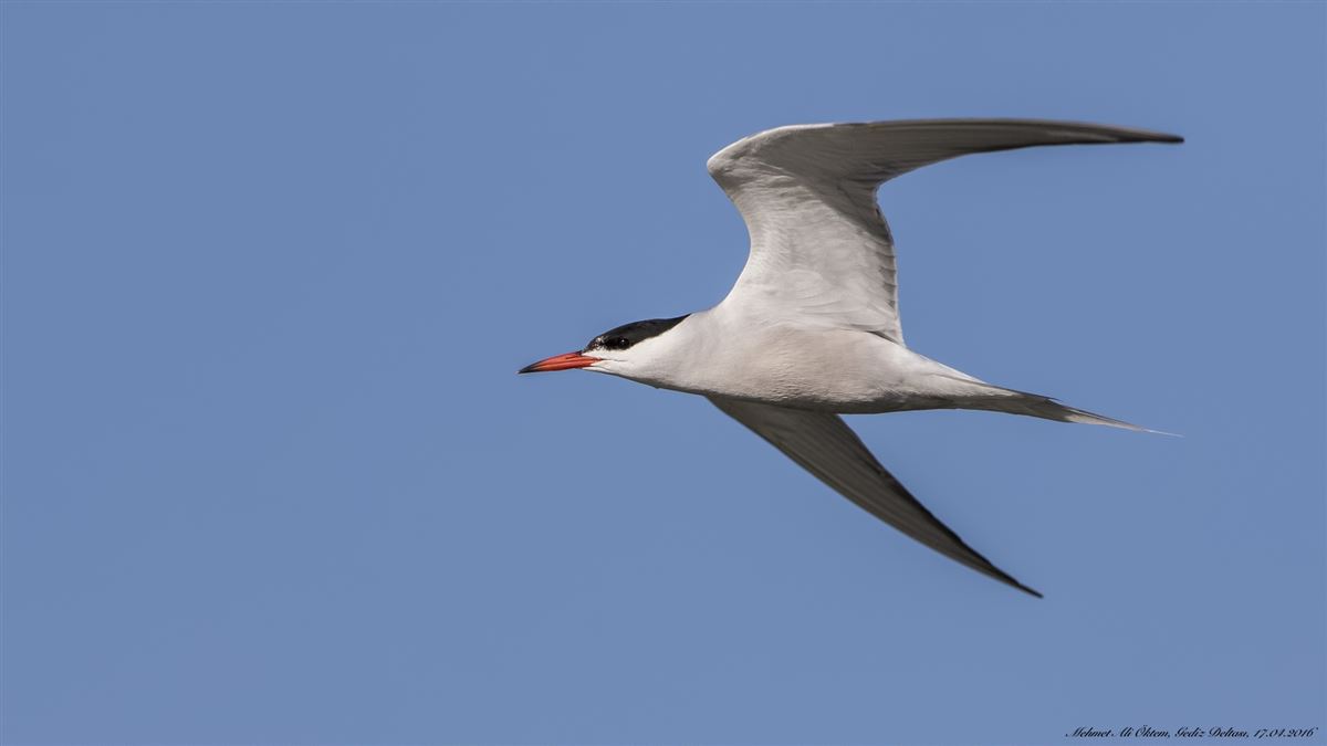 Common Tern