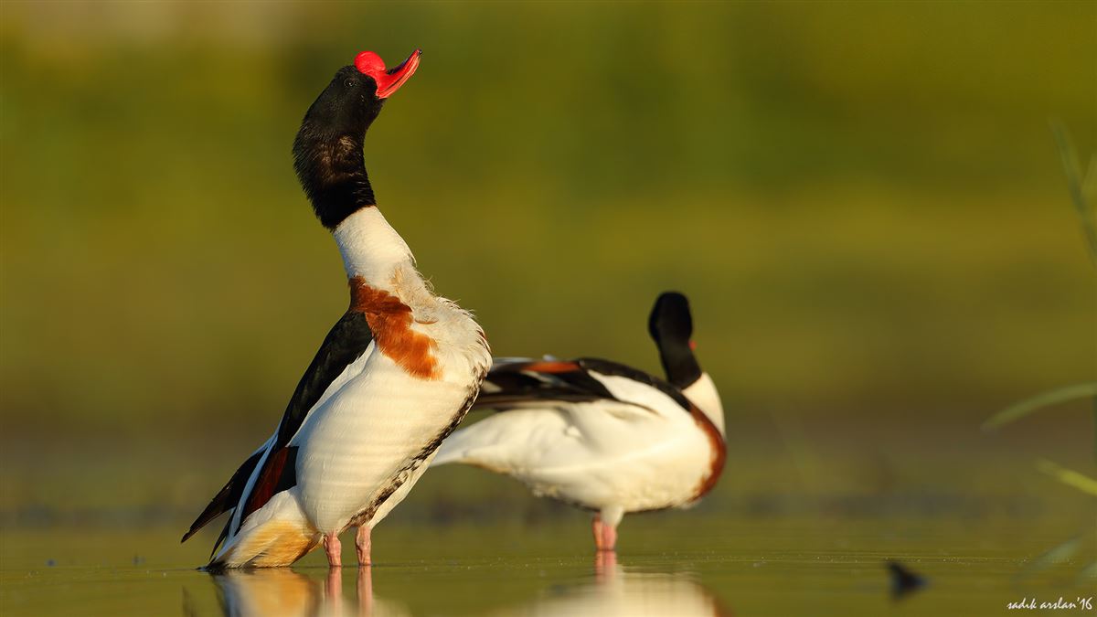 Common Shelduck