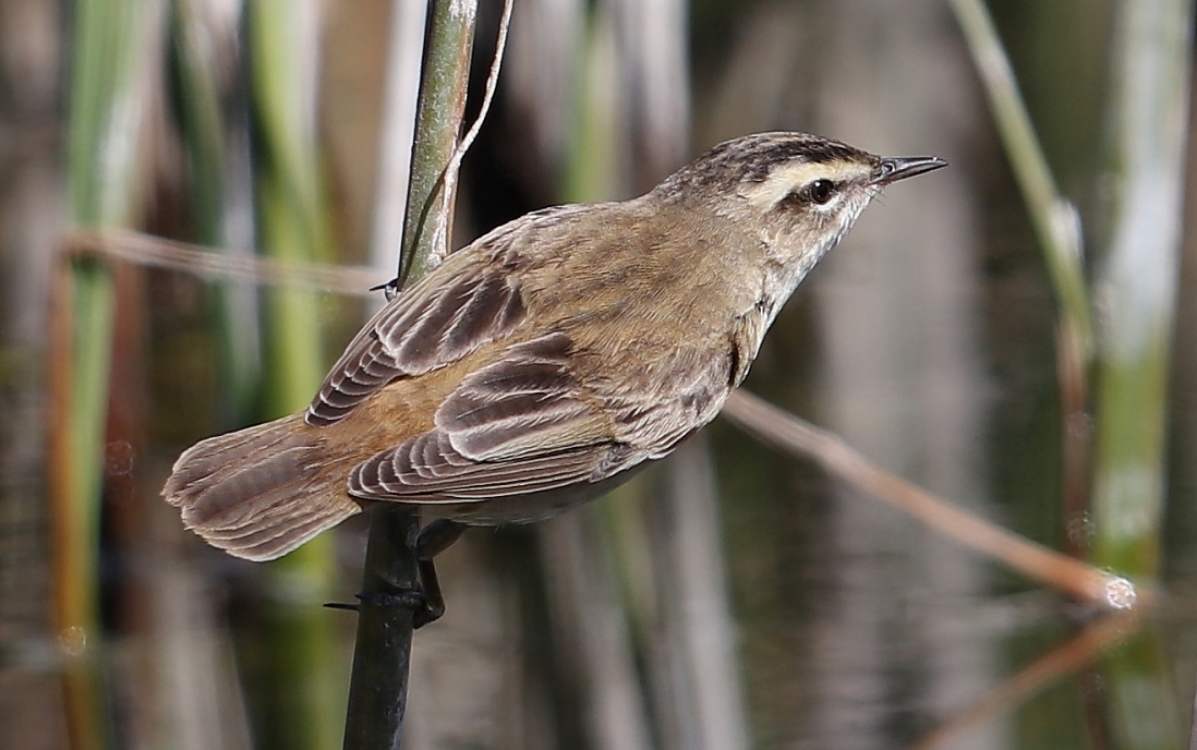 Sedge Warbler