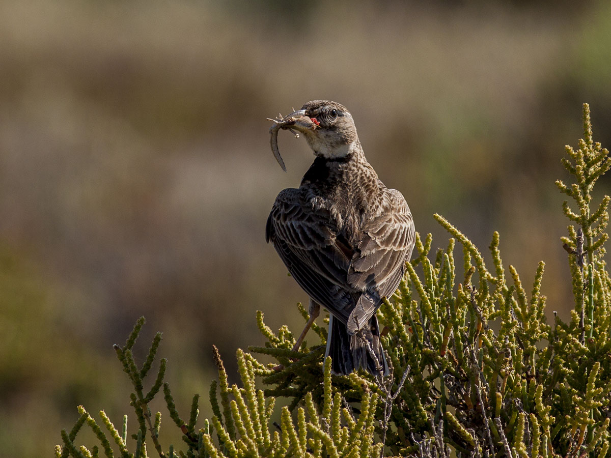 Calandra Lark