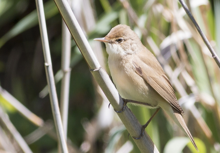 Common Reed Warbler