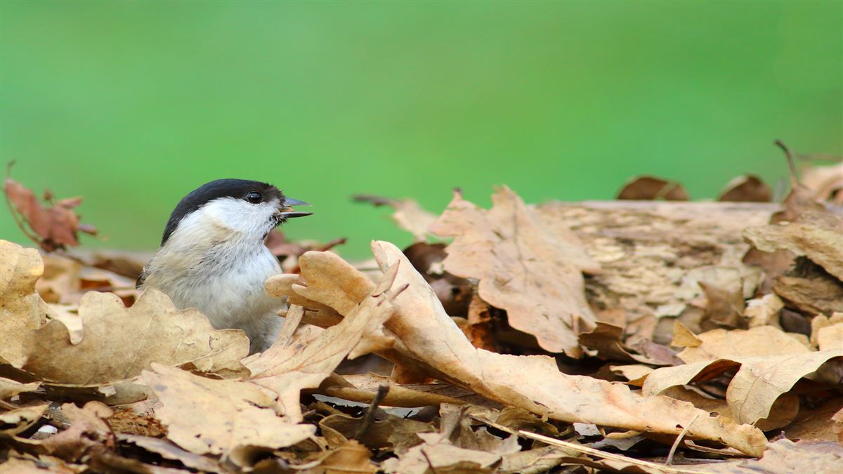 Marsh Tit