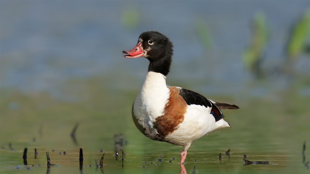 Common Shelduck