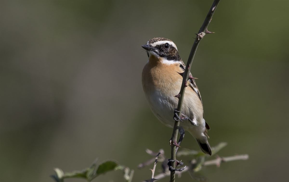 Whinchat