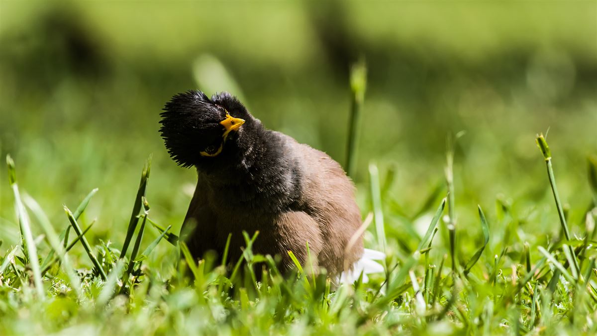 Common Myna