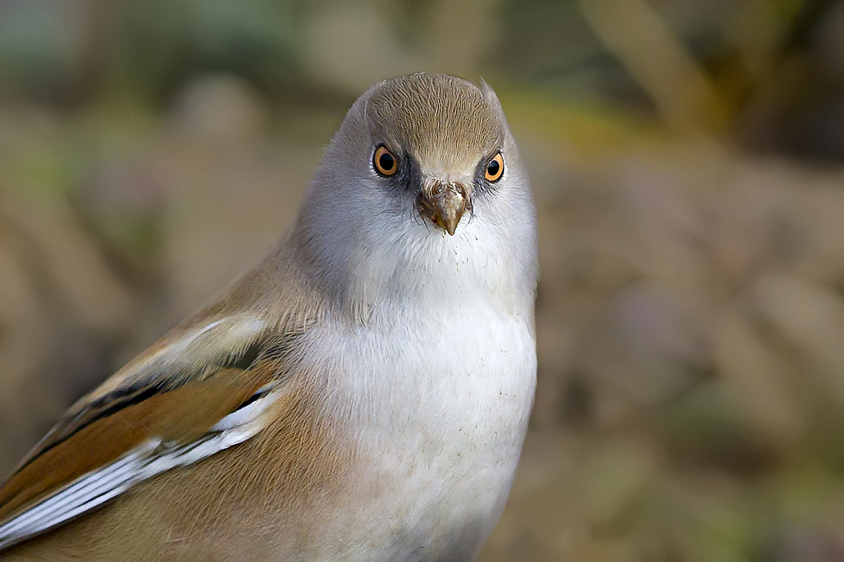 Bearded Reedling