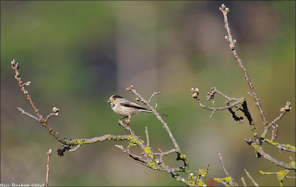 Long-tailed Tit