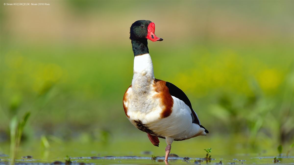 Common Shelduck
