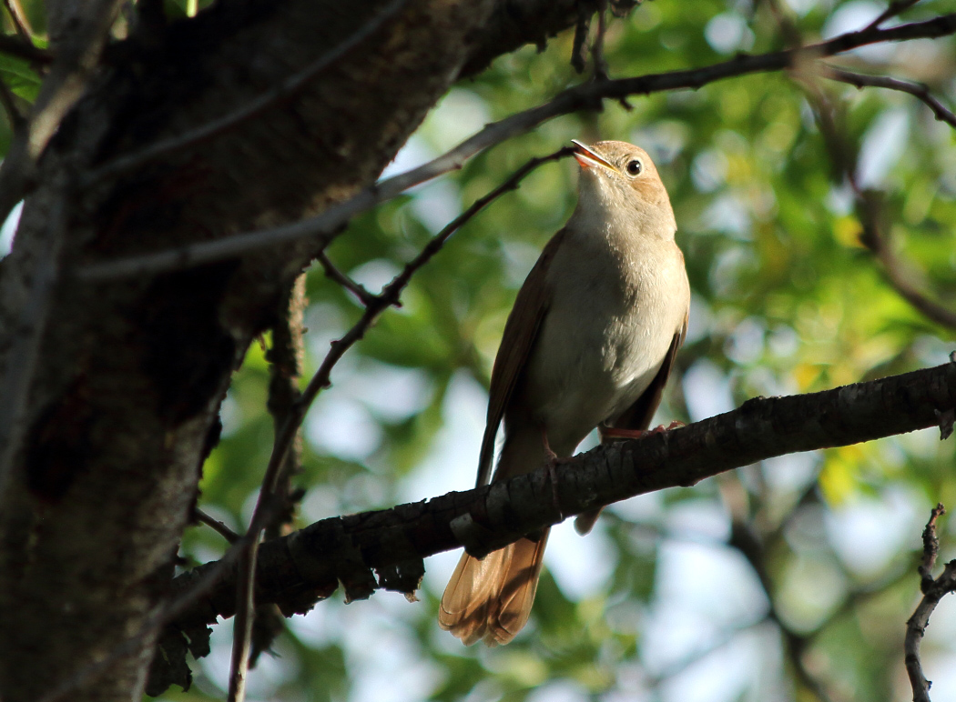 Common Nightingale