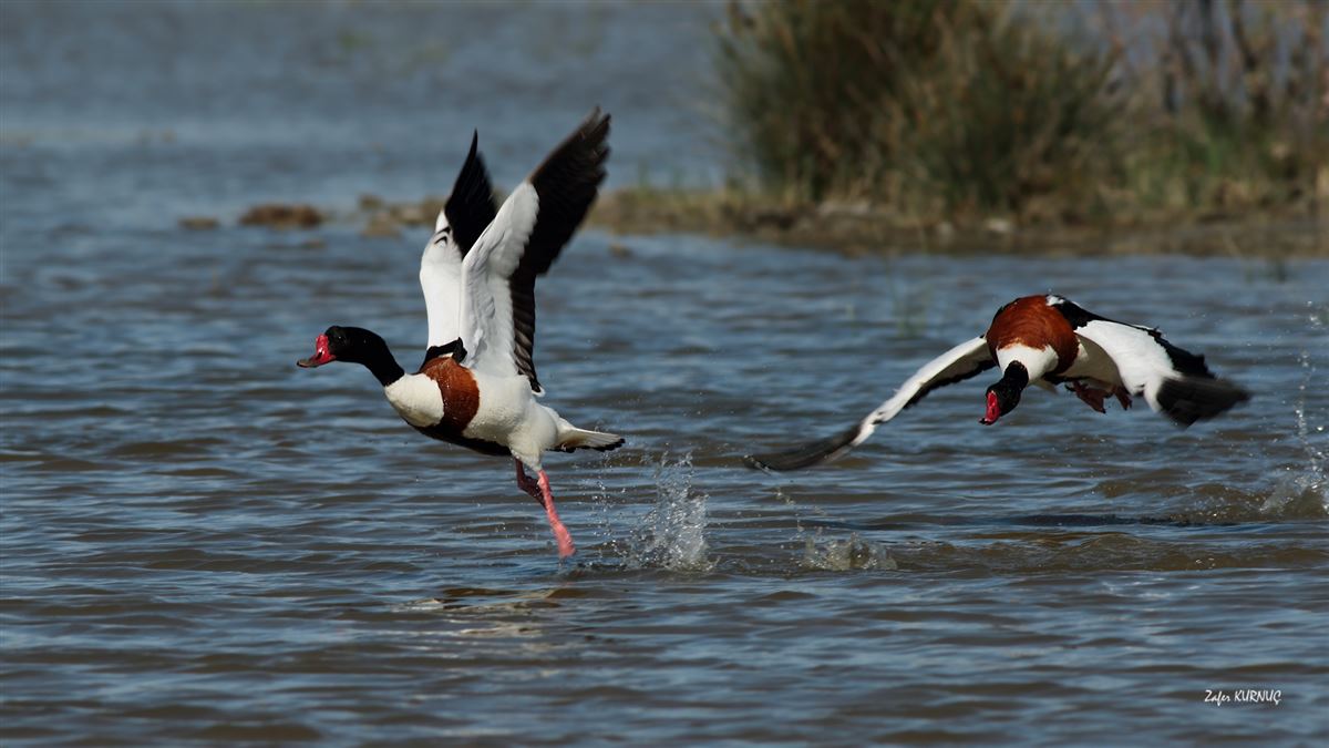 Common Shelduck