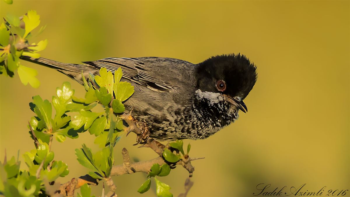 Cyprus Warbler