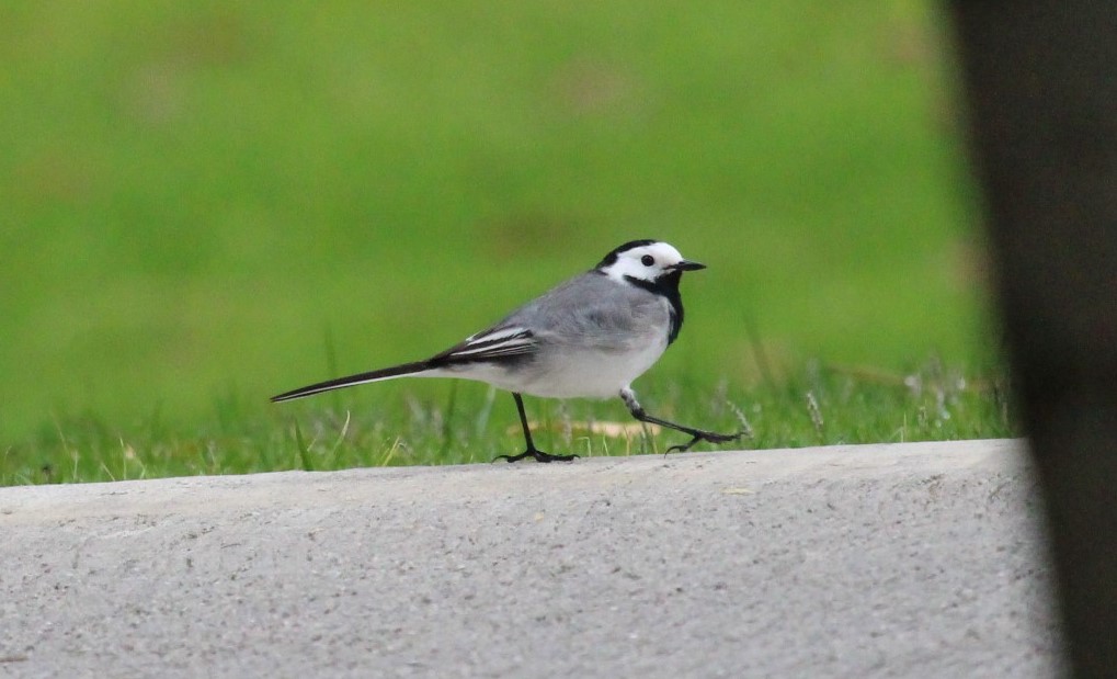 White Wagtail