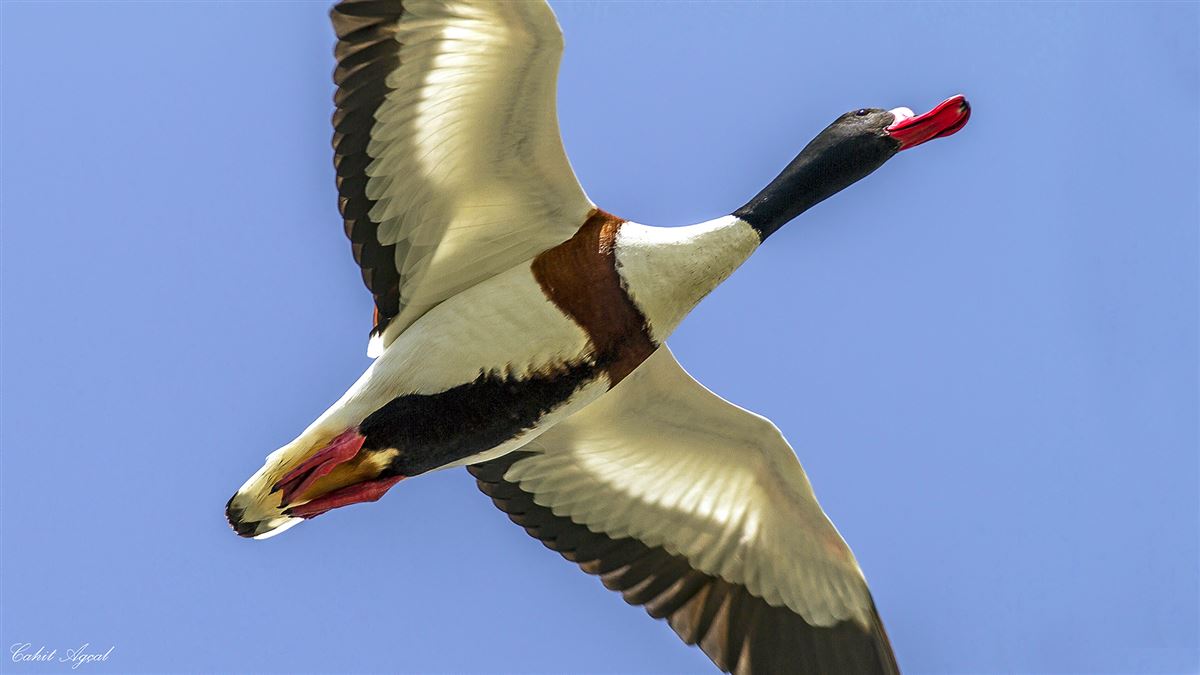 Common Shelduck