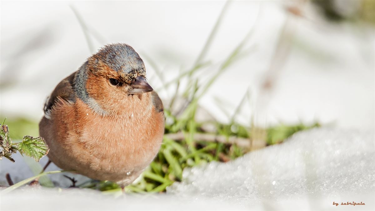 Eurasian Chaffinch