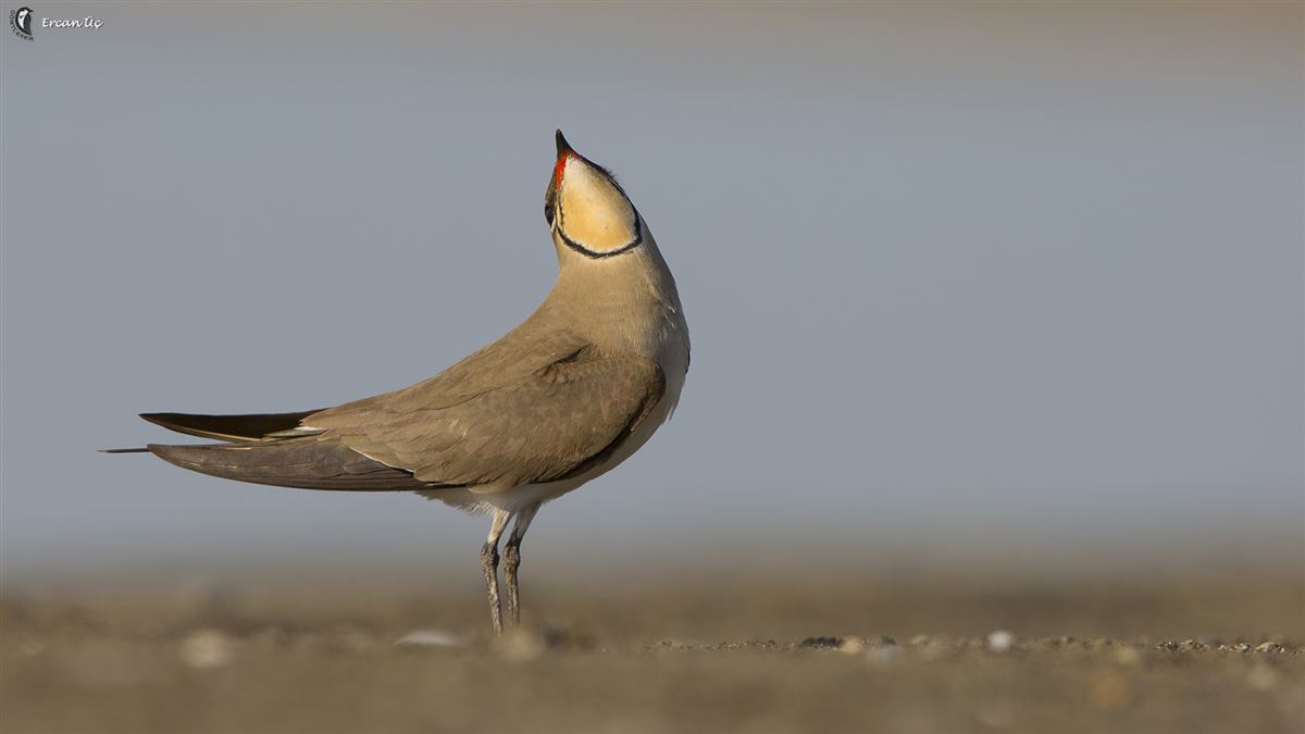 Collared Pratincole