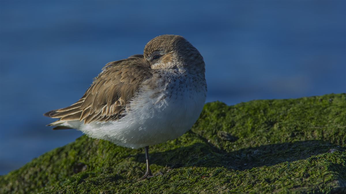 Dunlin